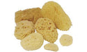 Royal Honeycomb Sea Sponges - ArtStore Online